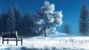 1080p Hd Bench And Trees During Winter Wallpaper