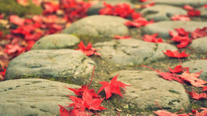1080p Hd Maple Leaves On Cobble Stone Path Wallpaper