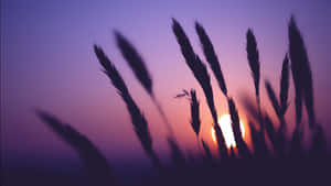 1366x768 Hd Desktop Grass Wallpaper