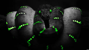 1920x1080 4k Glowing Black And Green Snake Wallpaper
