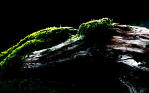 1920x1080 Amoled Tree Branch Moss Wallpaper