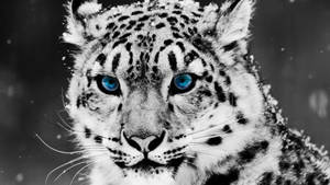 1920x1080 Full Hd Snow Leopard Wallpaper