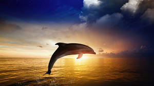 1920x1080 Hd Dolphin Jumping Sunset Wallpaper