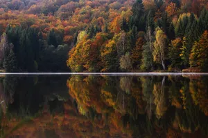 1920x1080 Hd Fall Trees Lake Wallpaper