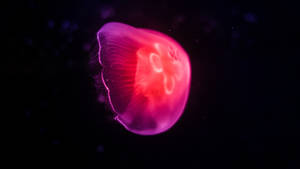 1920x1080 Hd Glowing Pink Jellyfish Wallpaper