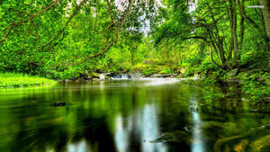 1920x1080 Hd Nature Forest River Wallpaper