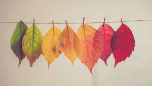 2560x1440 Fall Colourful Leaves Wallpaper
