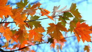 2560x1440 Fall Green And Orange Leaves Wallpaper