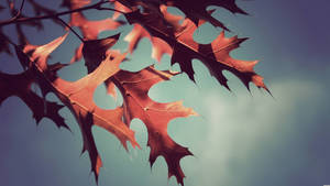 2560x1440 Fall Jagged Maple Leaves Wallpaper