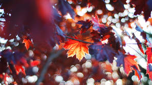 2560x1440 Fall Leaves And Sunrays Wallpaper