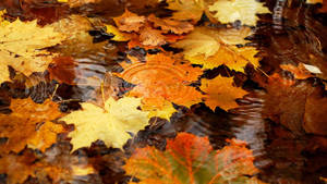 2560x1440 Fall Maple Leaves On Water Wallpaper