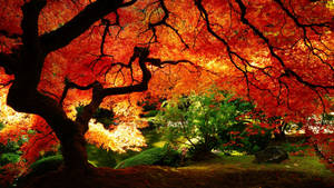 2560x1440 Fall Orange Red Tree Wallpaper