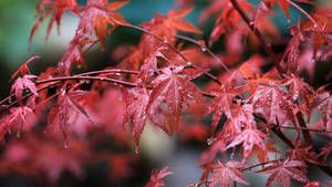 2560x1440 Fall Pale Red Maple Leaves Wallpaper