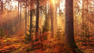2560x1440 Fall Sunrays In Forest Wallpaper