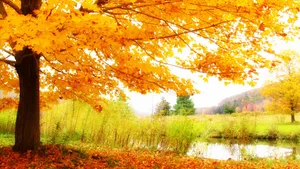 2560x1440 Fall Tree By The Lake Wallpaper