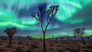 2560x1440 Nature Aurora Borealis Wallpaper