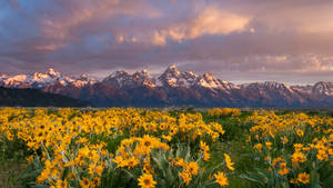 2560x1440 Nature Grand Teton Flower Field Wallpaper
