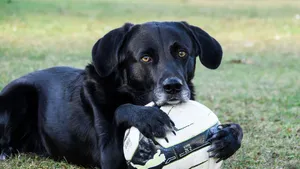 2560x1440 Soccer Dog Wallpaper