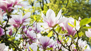 2560x1440 Spring Blooming Magnolias Wallpaper