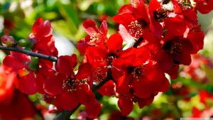 2560x1440 Spring Red Quince Wallpaper