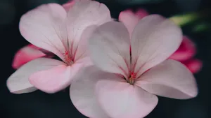 2560x1440 Spring Two Pink Pelargonium Wallpaper