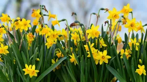 2560x1440 Spring Yellow Flowers Grass Wallpaper