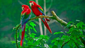 32k Ultra Hd Nature Parrots On Branch Wallpaper