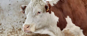3440x1440 Animal Brown And White Hereford Cattle Wallpaper