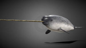 3d Gray Narwhal Wallpaper