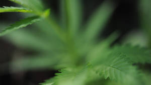 420 Weed Out Of Focus Wallpaper