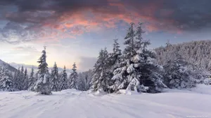 4k 16:9 Winter Snowy Ground Wallpaper
