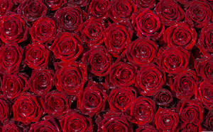 4k Arranged Red Roses Wallpaper