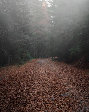 4k Autumn Foggy Forest Path Wallpaper