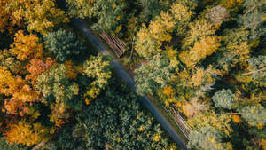 4k Autumn Forest Aerial View Wallpaper