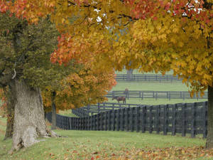 4k Autumn Horse Farm Wallpaper