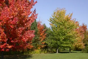 4k Autumn Maple Trees Wallpaper