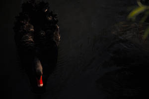 4k Black Swan On Pond Wallpaper