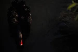 4k Black Swan On Pond Wallpaper