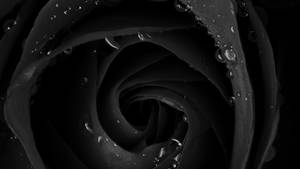4k Close-up Of Black Rose Wallpaper