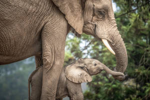 4k Elephant Adult And Baby Wallpaper