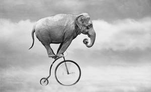 4k Elephant Cycling Wallpaper