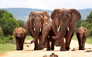 4k Elephant Family Walking Wallpaper