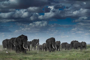 4k Elephant Gloomy Day Wallpaper