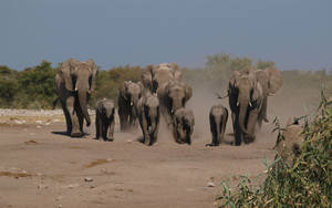 4k Elephant Herd Wallpaper