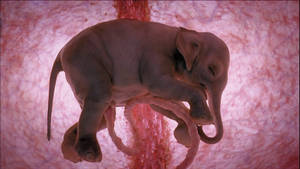 4k Elephant In Womb Wallpaper