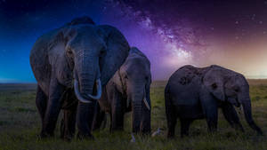4k Elephant Night Sky Wallpaper