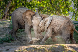 4k Elephant Play Fight Wallpaper