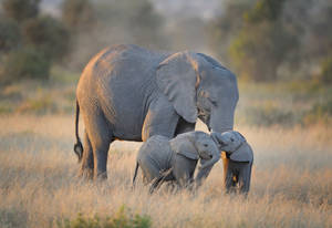 4k Elephant With Babies Wallpaper