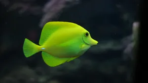 4k Fish Featuring A Yellow Tang Wallpaper
