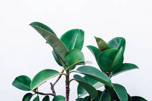 4k Image Of A Beautiful Rubber Fig Plant Wallpaper
